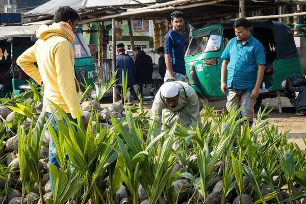 stock image Bangladeshi farmers selling sprouted coconuts on the street in Bangladesh