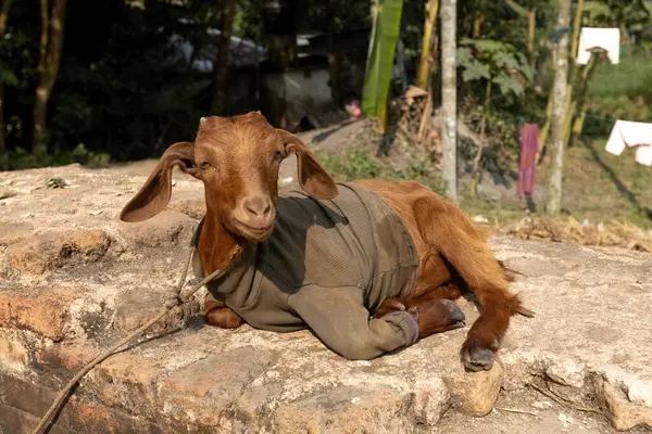 stock image Cute goat wearing knitted sweater in the village