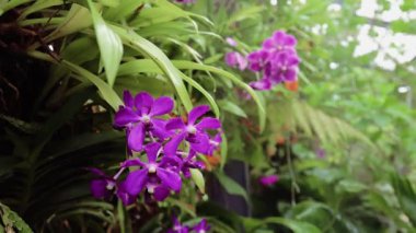 Malezya 'daki Orhid bahçesinde küçük mor orkide.