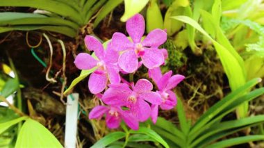 Malezya 'daki Orhid bahçesinde küçük mor orkide.