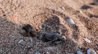 Yeni doğmuş küçük deniz kaplumbağası.