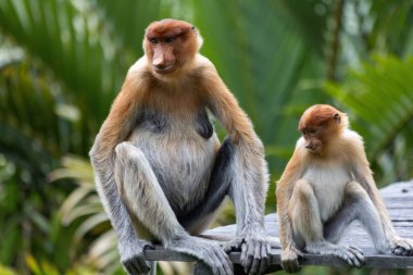 Borneo yağmur ormanlarında iki sevimli hortum maymunu Sandakan Malezya