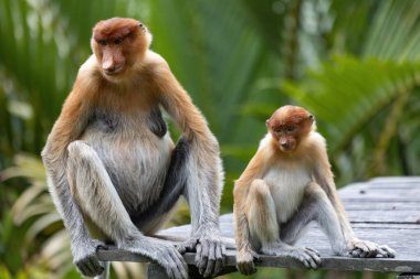 Borneo yağmur ormanlarında iki sevimli hortum maymunu Sandakan Malezya