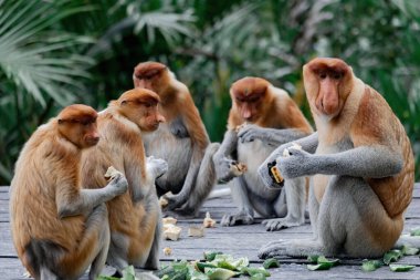 Borneo 'daki tapınakta meyve yiyen bir grup Proboscis Maymun.