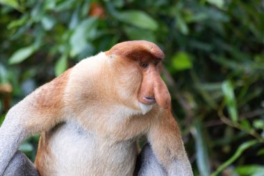 Borneo yağmur ormanlarında hortumlu maymun portresi Sandakan Malezya
