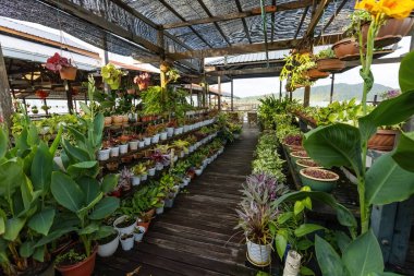 Sim Sim köyündeki ahşap iskelede güzel bir bahçe Sandakan Borneo Malezya