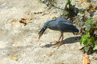 Kara balıkçıl gölde yakaladığı balığı yutmaya çalışıyor.
