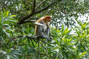 Borneo yağmur ormanlarındaki Erkek Proboscis Maymunu Sandakan Malezya