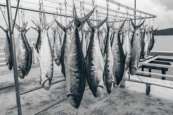 stock image Dry fish on the sun in fishing village Borneo Malaysia