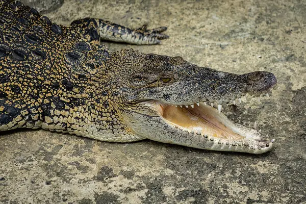 stock image Aligator head close up top down view