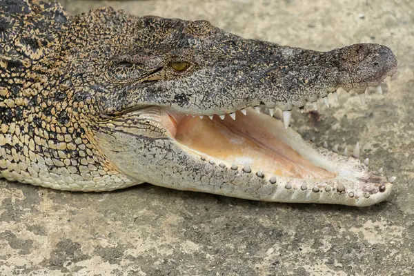 stock image Aligator head close up top down view