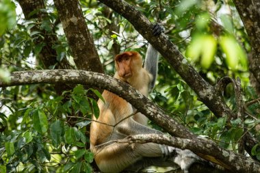Borneo yağmur ormanlarındaki Erkek Proboscis Maymunu Sandakan Malezya