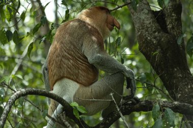 Borneo yağmur ormanlarındaki Erkek Proboscis Maymunu Sandakan Malezya