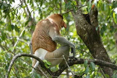 Borneo yağmur ormanlarındaki Erkek Proboscis Maymunu Sandakan Malezya