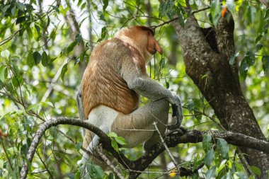 Borneo yağmur ormanlarındaki Erkek Proboscis Maymunu Sandakan Malezya