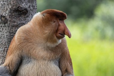 Borneo yağmur ormanlarındaki Erkek Proboscis Maymunu Sandakan Malezya