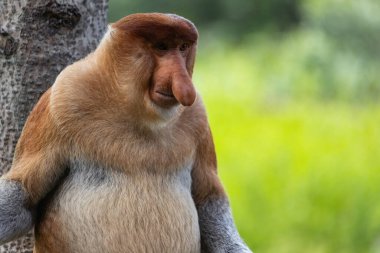 Borneo yağmur ormanlarındaki Erkek Proboscis Maymunu Sandakan Malezya