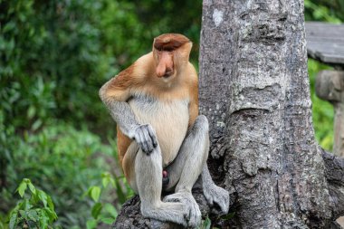 Borneo yağmur ormanlarında hortumlu maymun Sandakan Malezya