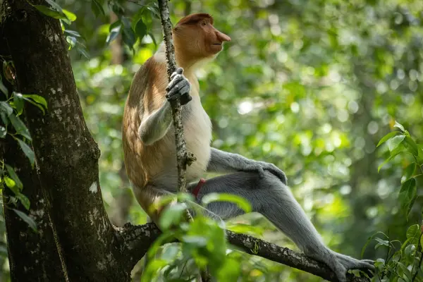 stock image Male Proboscis Monkey in Borneo rainforest Sandakan Malaysia