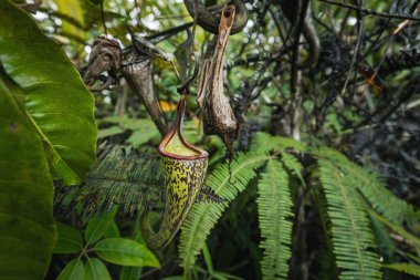 Borneo yağmur ormanlarındaki böcek tuzaklı sürahi fabrikası Malezya