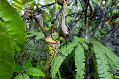 Borneo yağmur ormanlarındaki böcek tuzaklı sürahi fabrikası Malezya