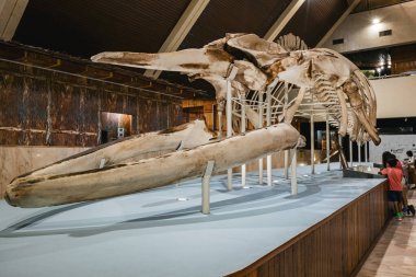 Kota Kinabalu Malezya 'daki Sabah Eyalet Müzesinde balina iskeleti