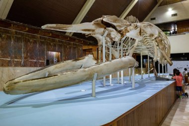 Kota Kinabalu Malezya 'daki Sabah Eyalet Müzesinde balina iskeleti
