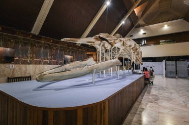 Kota Kinabalu Malezya 'daki Sabah Eyalet Müzesinde balina iskeleti