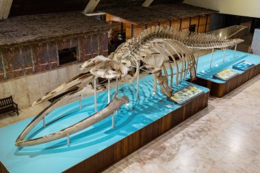 Kota Kinabalu Malezya 'daki Sabah Eyalet Müzesinde balina iskeleti