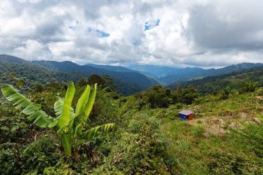 Borneo 'daki tarım arazileri Malezya' da