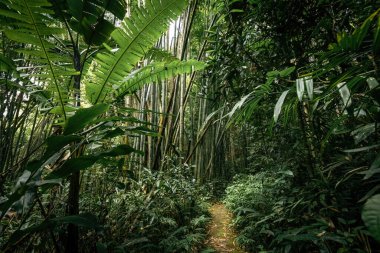 Borneo Malezya 'daki yağmur ormanlarında yol