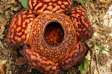 Borneo Ormanı, Malezya 'da çiçek açan Rafflesia çiçeği