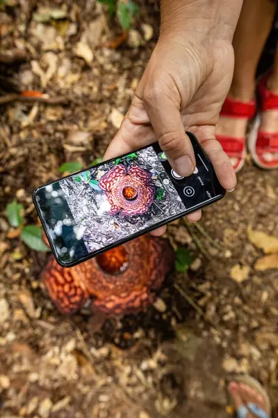 stock image Rafflesia flower blooming top view in Borneo Jungle, Malaysia