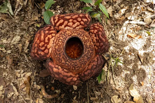 stock image Rafflesia flower blooming top view in Borneo Jungle, Malaysia