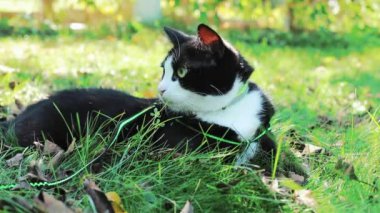 Şirin siyah beyaz gözlü evcil kedi yeşil çimlerin üzerinde dinleniyor.