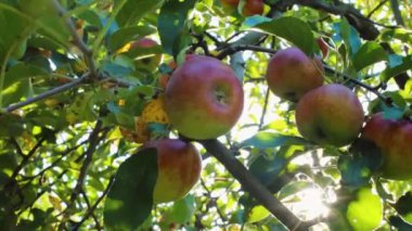 Bahçedeki ağaçtaki yeşil ve kırmızı sulu elmalar. Hasat zamanı elmalar ve meyveler