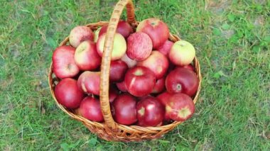 Hasat zamanı olgunlaşmış kırmızı elmayla dolu bir sepet.