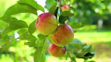Bahçedeki ağaçtaki yeşil ve kırmızı sulu elmalar. Hasat zamanı elmalar ve meyveler