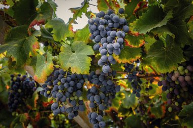 Demet mor üzüm asma bahçe üzerinde. Taze olgun sulu üzüm yakın, hasat zamanı