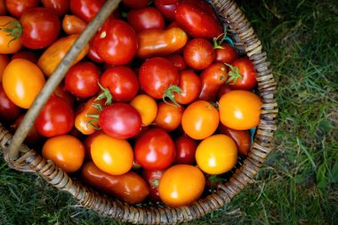 Yeşil çimlerin üzerinde kırmızı sulu domateslerle dolu bir sepet.