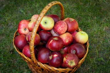 Hasat zamanı olgunlaşmış kırmızı elmayla dolu bir sepet.