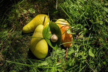 Tasty ripe pears on the green grass and the snail on the leave close up harvest time clipart