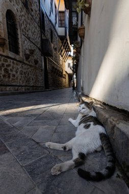 Antalya 'nın eski mahallesinde tatlı bir kedi soğuyor.