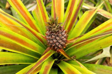 Ananas yetiştirme çiftliği ananas meyvesinin üzerinde büyüyen yeşil evin yakın görüntüsü