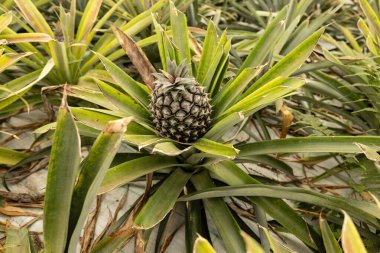 Ananas yetiştirme çiftliği ananas meyvesinin üzerinde büyüyen yeşil evin yakın görüntüsü