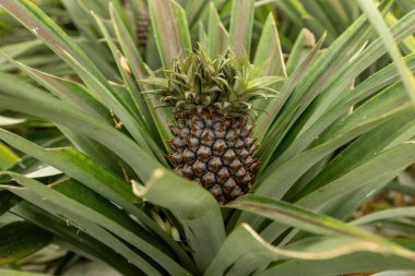 Ananas yetiştirme çiftliği ananas meyvesinin üzerinde büyüyen yeşil evin yakın görüntüsü