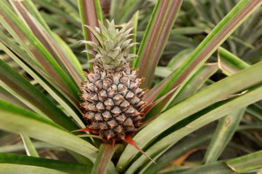 Ananas yetiştirme çiftliği ananas meyvesinin üzerinde büyüyen yeşil evin yakın görüntüsü