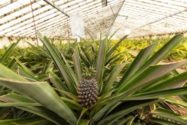 Portekiz 'in Ponta Delgada Azores adalarında ananas yetiştiren sera.