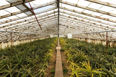Portekiz 'in Ponta Delgada Azores adalarında ananas yetiştiren sera.