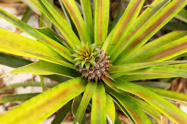 stock image Pineapple cultivation plantation on pineapple fruit growing close up view in the green house